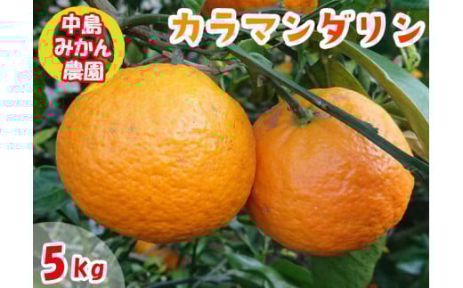 【2025年5月から発送】春 みかん カラマンダリン 家庭用  5kg｜みかん 蜜柑 旬 わけあり 訳あり 甘い 柑橘 果物 フルーツ 糖度 愛媛 松山