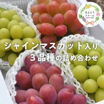 【きよとうファーム】ぶどう3品種詰合せ(シャインマスカット入)3-5房入/計2.4kg～(岡山県産)【配送不可地域：離島】【1678569】