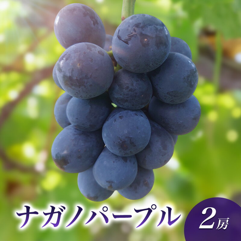 【ふるさと納税】ナガノパープル2房　 種なし 果物 葡萄 ぶどう フルーツ 長野県 駒ケ根市　お届け：2026年9月中旬～10月中旬
