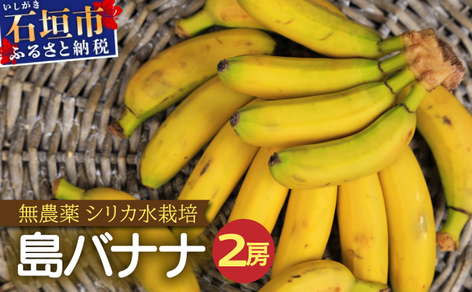 希少！特許製法で作るシリカ水で栽培する特別な「島バナナ」OI-6