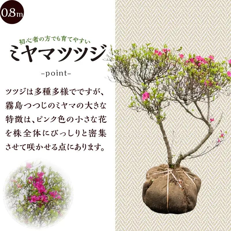 植木　本霧島ツツジ　0.8ｍ