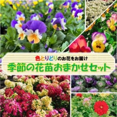 季節の花苗おまかせセット 15ポット以上