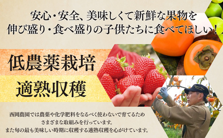 【令和7年分 先行予約】 富有柿 約3.5kg （11～13個） 選べる 内容量 日本野菜ソムリエ協会大賞受賞品 | 富有柿 かき フルーツ 柿 かき 果物 先行 予約 日本 野菜 ソムリエ 協会 大