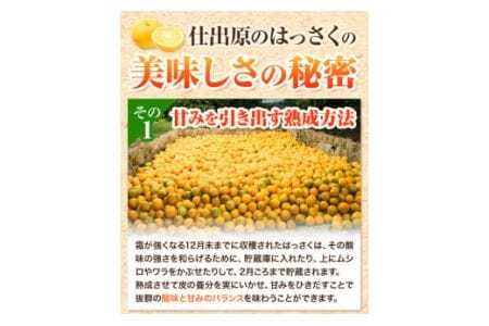 ＜ 先行予約 ＞ 八朔 はっさく 10kg 《2026年2月上旬‐2026月3月上旬頃出荷》仕出原八朔生産組合 徳島県 美馬市 果物 くだもの フルーツ 特選 ゼリー ジュース ピール st-p