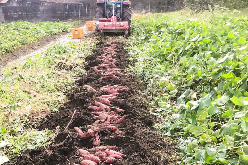 【京阪百貨店厳選】茨城県産べにはるか平干し 1kg 干し芋 ほしいいも 芋 さつま芋 サツマイモ さつまいも 干しいも B18-013
