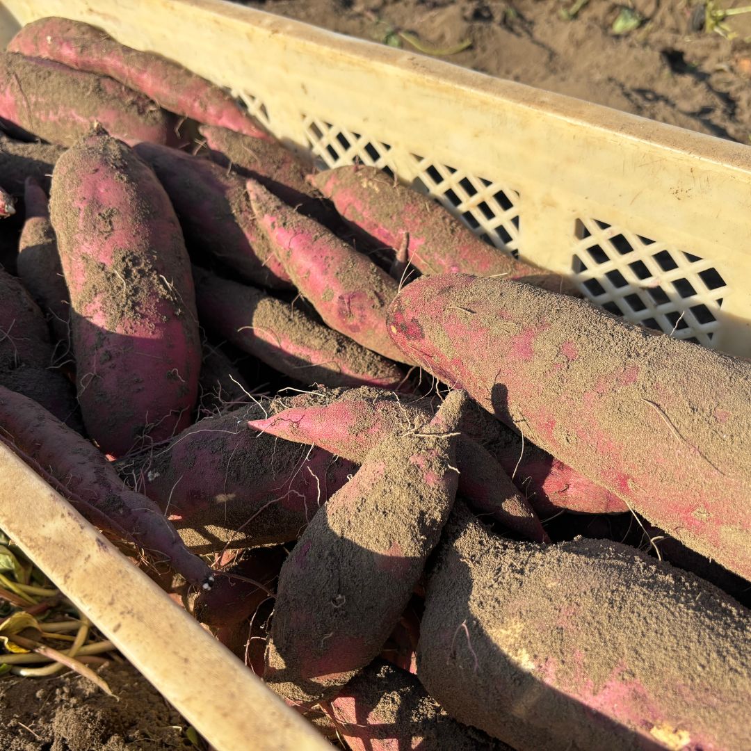 【ふるさと納税】【期間限定発送】土付き　農家直送　紅はるか　3kg　さつまいも