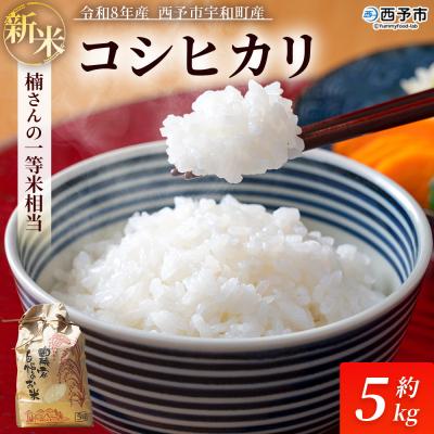 ふるさと納税 西予市 新米　令和8年産　西予市宇和町産　白米　精米　楠さんの一等米相当コシヒカリ5kg