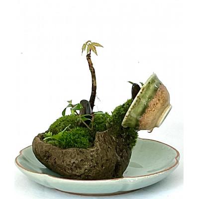 ふるさと納税 豊川市 豊川市の自然を手のひらに　自社栽培の植物山野草と苔のミニ庭園 |  | 01