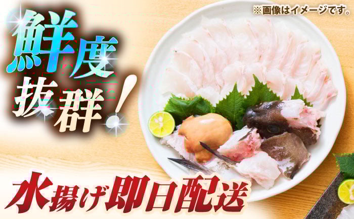 人気  おすすめ オススメ クエ しゃぶしゃぶ クエしゃぶ 刺身 海鮮 魚介