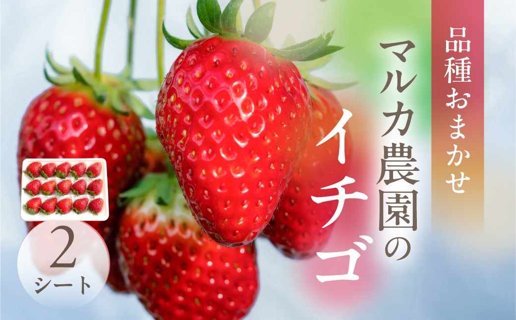 
                  《先行予約》マルカ農園のイチゴ 選べる 2パック 4パック いちご 苺 イチゴ フルーツ 果物 渥美半島 愛知県 田原市 どうまい
                