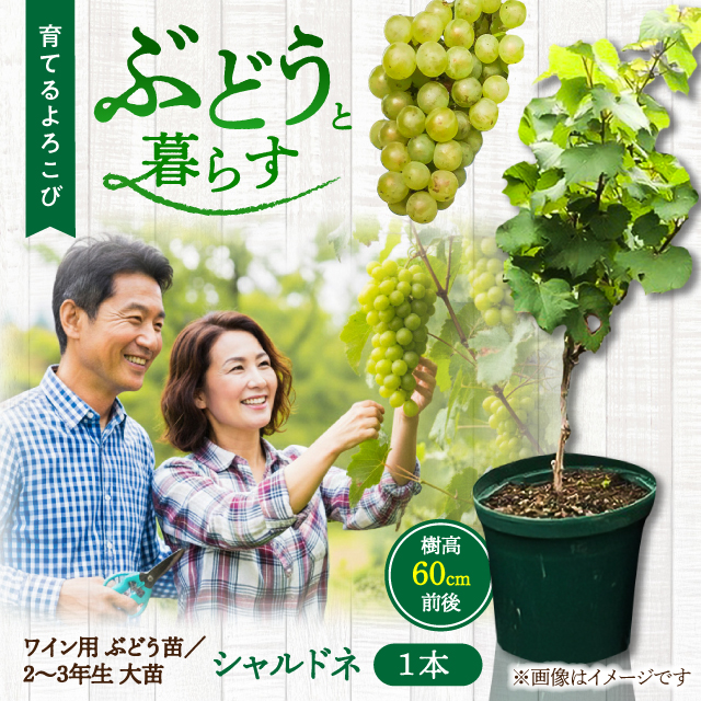 ワイン用 ブドウ苗(シャルドネ) 6号鉢入り 2～3年生 大苗 樹高60cm前後 苗 / 苗木 果樹 ぶどう ぶどう苗木 葡萄 ぶどうの木 庭木 植木 熊本県 菊陽町【Herb＆Rose】 [BHCQ007]