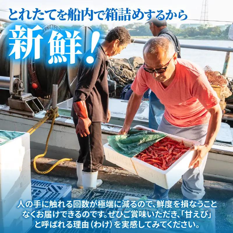 【化粧箱入り】【訳あり】ふくい甘えび（真空冷凍）300g × 2パック 計600g 無添加・無着色 アマエビ えび 海老 [A-13516]