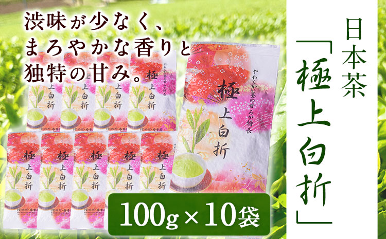 独特の甘み・日本茶「極上白折」【100g×10袋】 熊本県 大津町産 有限会社 のだ・香季園《60日以内に出荷予定(土日祝除く)》