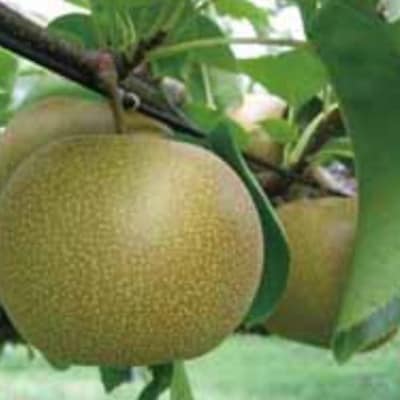 【訳あり】鳥取県産旬の梨セット 4kg【配送不可地域：離島・北海道・沖縄県】