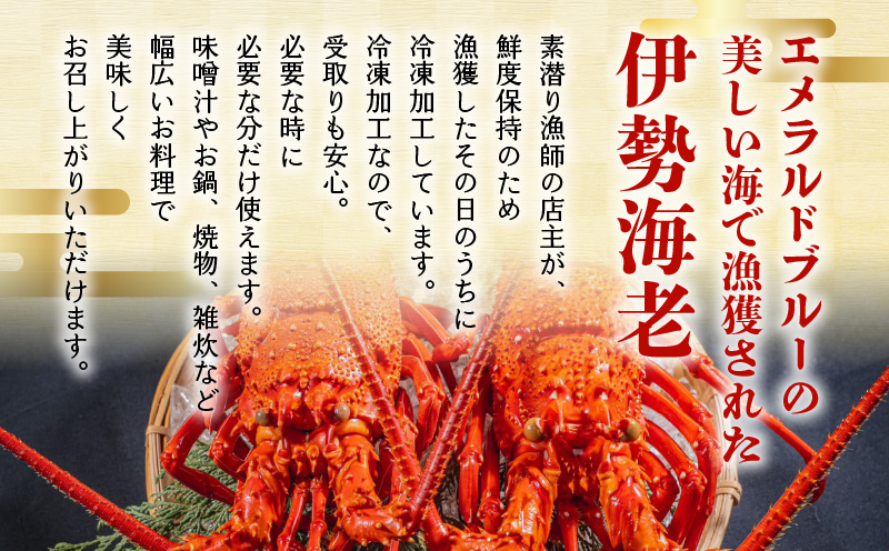 沖永良部島直送！素潜り漁師オススメのボイル済み冷凍伊勢海老 約500g（1～2匹）！　W030-017