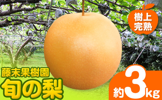 【2026年先行予約】 梨 旬の梨 約 3kg 藤末果樹園 熊本県荒尾市産 《7月中旬-10月上旬頃出荷》フルーツ 果物 荒尾梨 はつまる 幸水 愛甘水 りんか ほしあかり 豊水 秋麗 かおり あきづき 新高 甘太 にっこり から旬の品種を厳選してお届け 品種はえらべません