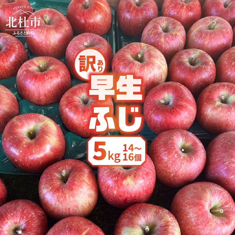 【2026年先行予約】【訳あり】早生ふじ5kg(14個～16個）