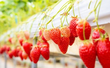 【2026年4月発送】 よかもんいちご 4品種食べ比べセット 8パック入り （計約2.16kg） よかもん苺 苺 いちご イチゴ 果物 果実 フルーツ 九州 福岡県 うきは市 冷蔵