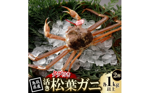 ＜先行予約＞鳥取県産 タグ付き 活松葉がに 1kg以上×2杯(中村商店)26年12月・27年1月発送【1692716】