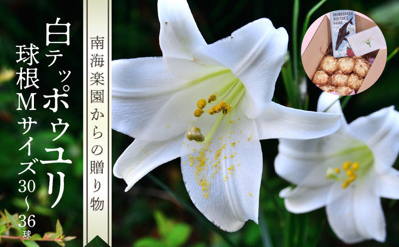 
            ■沖永良部島産 白テッポウユリ（えらぶ百合）球根Mサイズ（30～36球）　W008-020
          