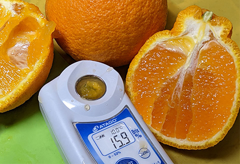 『予約受付』【令和7年3月上旬発送】糖度が高すぎッ！味香デコ 10kg 新品種 果皮も美味しく食べられる！フルーツ 果物 デザート 柑橘