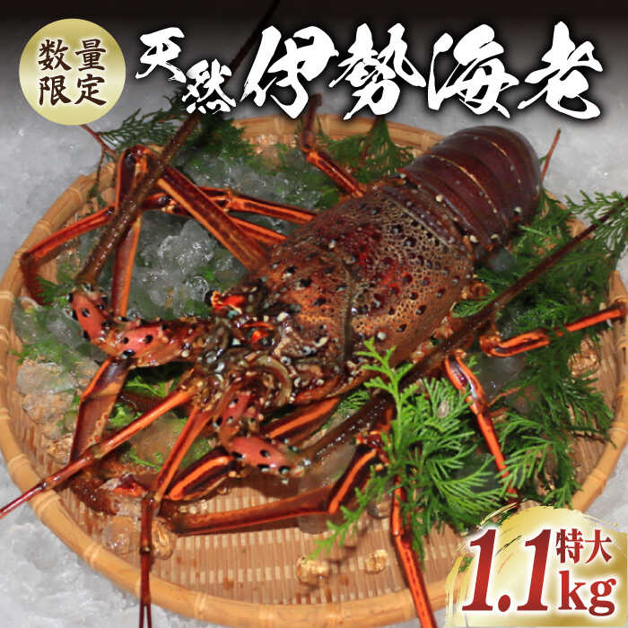 【ふるさと納税】【限定数量】【五島列島の海の恵み】 特大 天然 活き 伊勢海老 1尾 1.1kg 【有川町漁業協同組合】 [RBH001]
