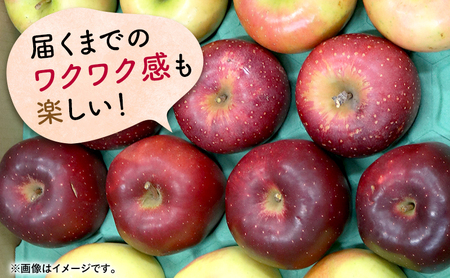 りんご 【 12月発送 】 家庭用 旬のりんご 品種おまかせ 約 10kg 2種類～4種類