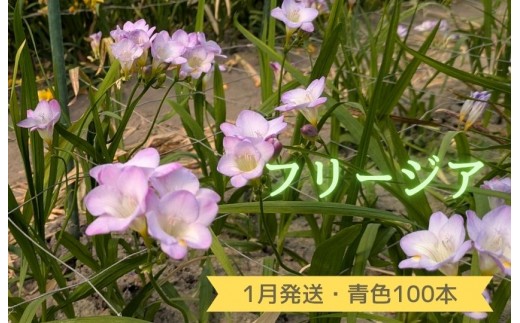 1月発送：優しい香り【フリージア】青色　100本