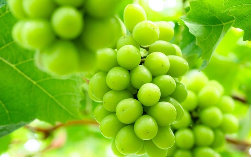 
                  【訳あり品】 しげちゃん農園の シャインマスカット「晴王」 1.4kg前後（2～3房入） 【2025年10月上旬～順次発送】 ※小粒や見た目の良くないもの等の訳あり品 岡山県真庭市産 ぶどう シャインマスカット フルーツ 【shifarm003-02】
                