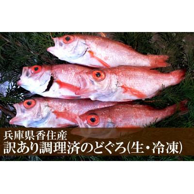 ふるさと納税 香美町 調理済　訳あり香住産のどぐろ