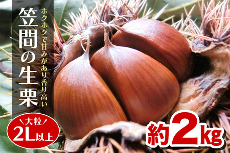 笠間の生栗 （約2kg） 低温熟成 利平 2L以上 日本一 栗生産量 茨城県 栗 くり 生栗 熟成栗 大きい 大粒 茨城 国産 国産栗 和栗 甘栗 栗ご飯 栗きんとん 栗おこわ 甘露煮 マロン 秋 旬 おやつ スイーツ きんとん 冷蔵 保存料不使用 無添加 笠間市 AH-006