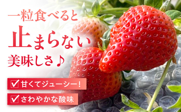 【2025年1月中旬〜発送】【数量限定】いちご「ゆめのか」 約260g × 4P / イチゴ 苺 フルーツ 果物 産地直送 朝摘み / 南島原市 / O' Berry! [SGA001]
