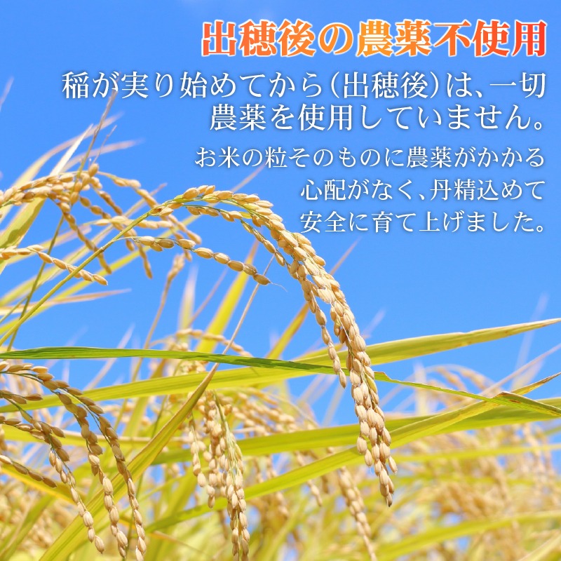 米 5kg 新米 にこまる 令和7年度産 食味ランキング特A品種 もっちり 大粒 静岡県 藤枝市産 静岡のお米 精米 白米 ご飯 ごはん 産地直送 静岡県 藤枝市