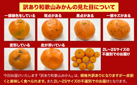 みかん王国和歌山よりお届け！【訳あり/サイズ不選別】 和歌山みかん 選べる 内容量 1.9kg 和歌山県産 先行予約 《2025年11月中旬-1月中旬頃出荷》たっぷり ご家庭用 2L～2S みかん 旬