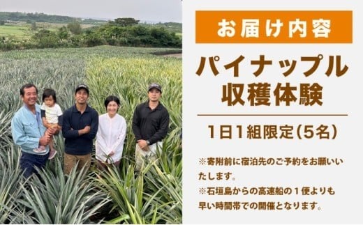 パイナップル収穫体験【5名】爽やかな朝日を浴びた中での開催♪（4月25日～6月15日開催）