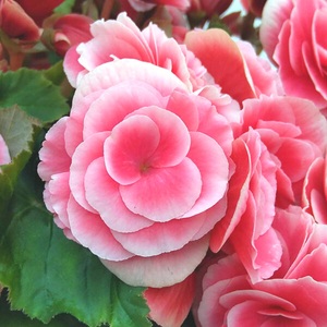 【先行予約】 母の日に！ リーガス ベゴニア ボリアス 5号 2026年5月から順次発送 オンライン決済限定 花 花