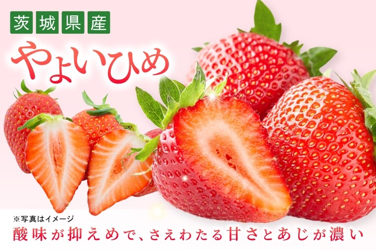 いちご とちおとめ やよいひめ イチゴ 苺 食べ比べ 定期便 JAなめがたしおさい直送 大粒 酸味 甘さ 減農薬 果物 フルーツ 冬 旬 【茨城県共通返礼品/行方市産】【先行予約｜2026年2月より順