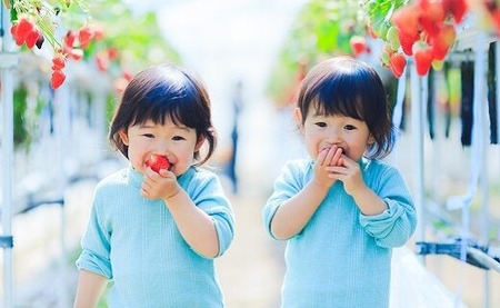 和だや『古都華』２５０×４パック