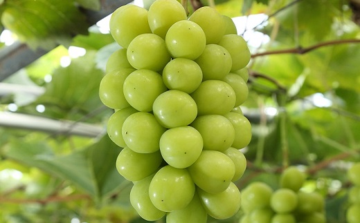 シャインマスカット「晴王」4房 (1房480g以上)