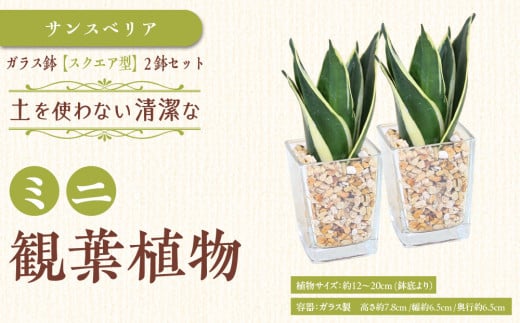 【観葉植物】土を使わないで清潔なミニ観葉植物 ゼオライト植え・ガラス鉢 スクエア形 2鉢セット（サンスベリア）｜観葉植物 インテリア 部屋 おしゃれ 福岡県筑前町 送料無料
