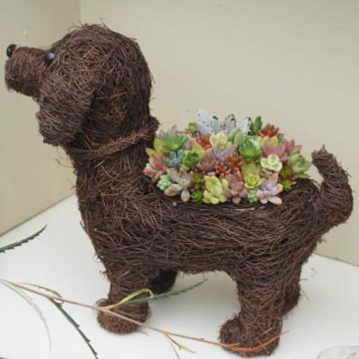 ふるさと納税 朝倉市 まるで多肉の宝石箱♪チビわんこの多肉植物寄せ植え(1匹) |  | 03