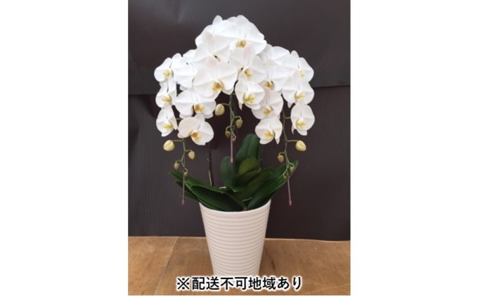 幸せが飛んでくる胡蝶蘭大輪3本立ち【配送不可：北海道,東北,沖縄,離島】 植物