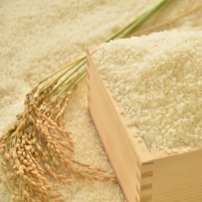 【令和7年産米】　ふっくら大粒　千葉県いすみ市産粒すけ　精米10kg(5kg×2袋)【1546627】