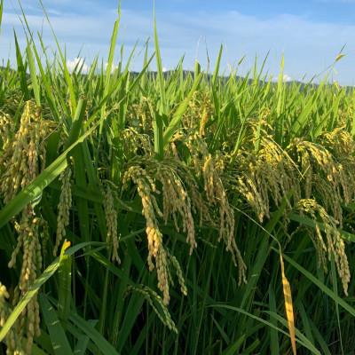 ふるさと納税 南陽市 令和6年産【金賞受賞】山形県南陽産ミルキークイーン5kg　精米【S1774】 |  | 03