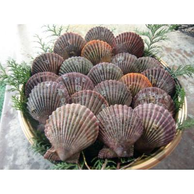 ふるさと納税 対馬市 対馬の2枚貝ヒオウギ貝 |  | 02