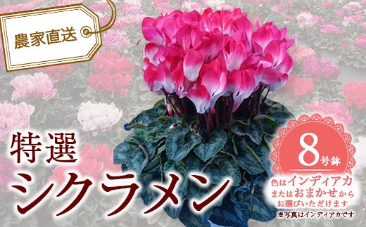 
                  特選シクラメン8号鉢＜インディアカ・色お任せから選択＞　【12203-0438】
                