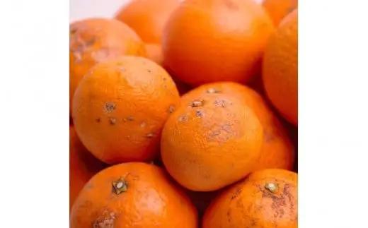 家庭用 清見オレンジ 5kg+250g（傷み補償分）【光センサー食頃出荷】【樹上完熟きよみオレンジ・清見タンゴール・清美】【わけあり・訳あり】 / オレンジ 清見 おれんじ みかん 柑橘 有田 産地直