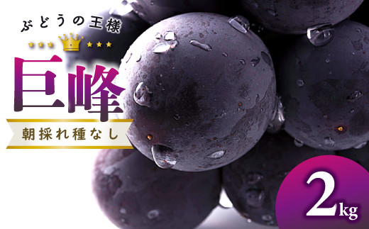 
            【先行予約】朝採れ種なしぶどう 巨峰 2kg【巨峰 種なし ぶどう きょほう 先行予約 2キロ たねなし 朝採れ 冷蔵 期間限定 季節限定 8月発送】
          