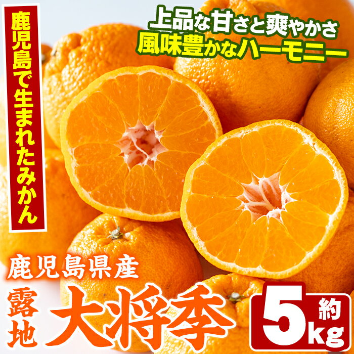 【ふるさと納税】＜先行予約受付中！2026年3月以降順次発送予定＞鹿児島生まれの品種！露地栽培の大将季(約5kg・15〜24玉) 果物 冬 春 柑橘 みかん 蜜柑 フルーツ 期間限定 数量限定【鹿児島いずみ農業協同組合】akn018-19