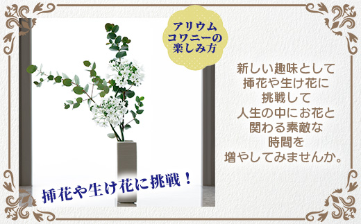 【先行受付】【1月～3月発送】アリウムコワニー 15本～20本 徳島県 那賀町産【相生の花 生花 お花 花束 生け花 華道 生産者直送 プレゼント 贈り物 フラワーアレンジメント インテリア ドライフ